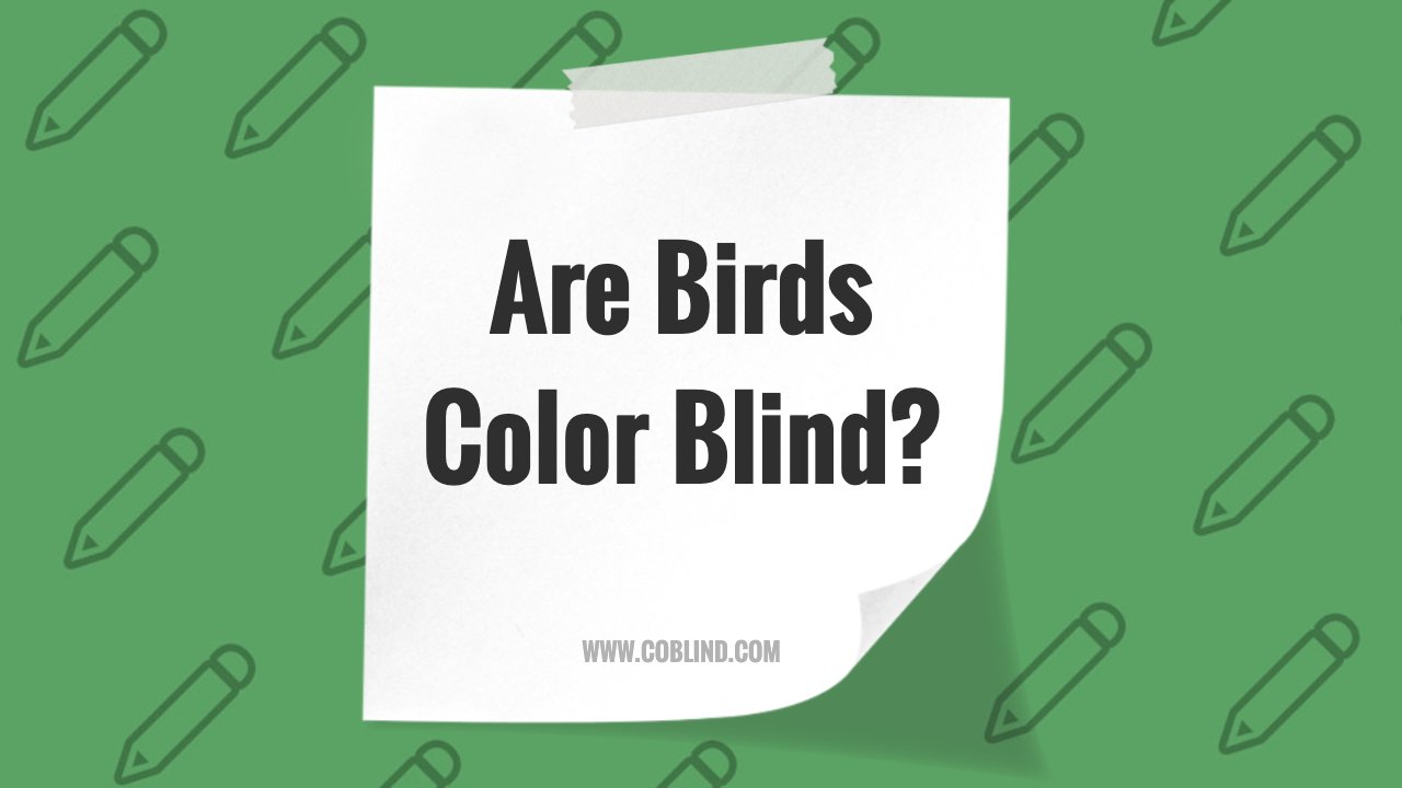 Are Birds Color Blind? Understanding Avian Vision